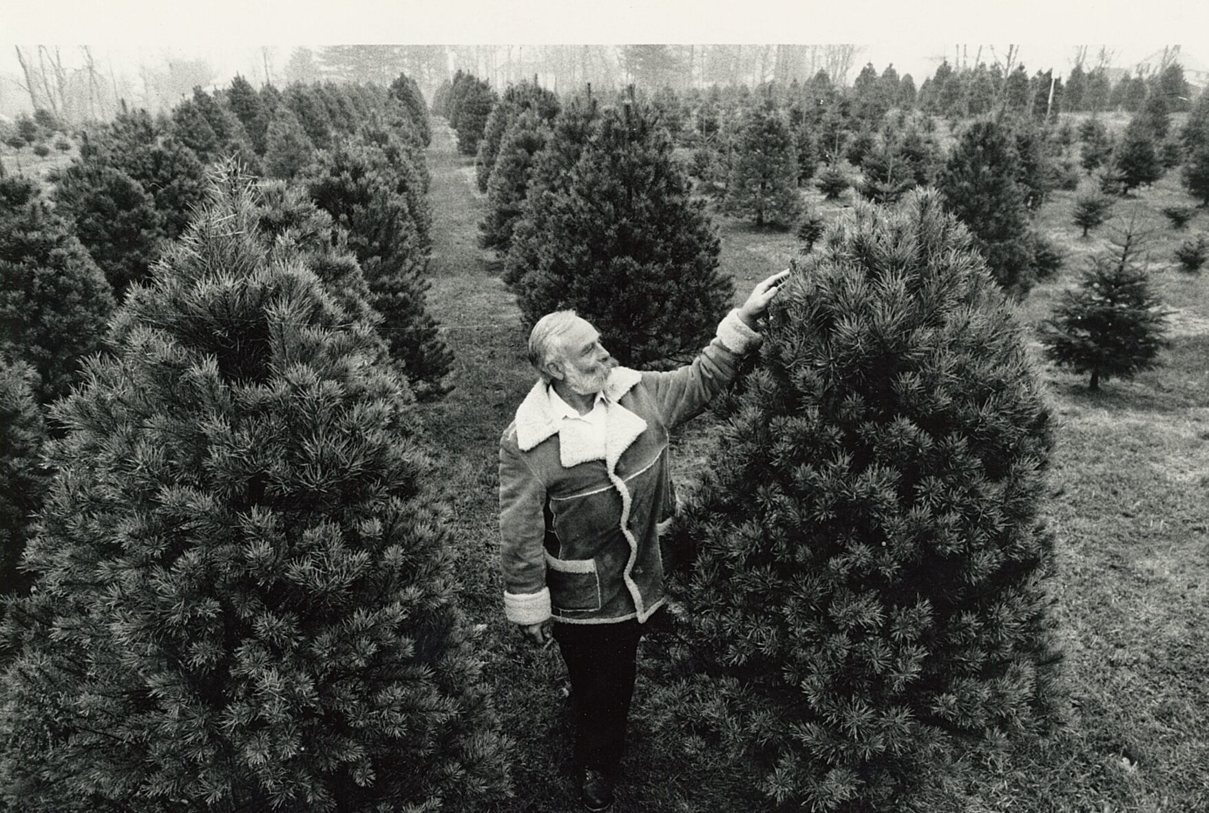 Richard Scace, of Pittsfield, takes a look at his carefully trimmed, fertilized and otherwise pampered Christmas trees. Nov 25, 1990.